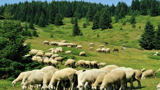 uploaded-image-bolu-tirede-halk-sagligi-ve-saglik-hizmetleri-1697891747967