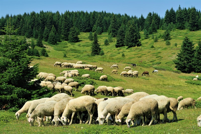 Bolu Tire'de Halk Sağlığı ve Sağlık Hizmetleri Bolu Tire'de Halk Sağlığı ve Sağlık Hizmetleri